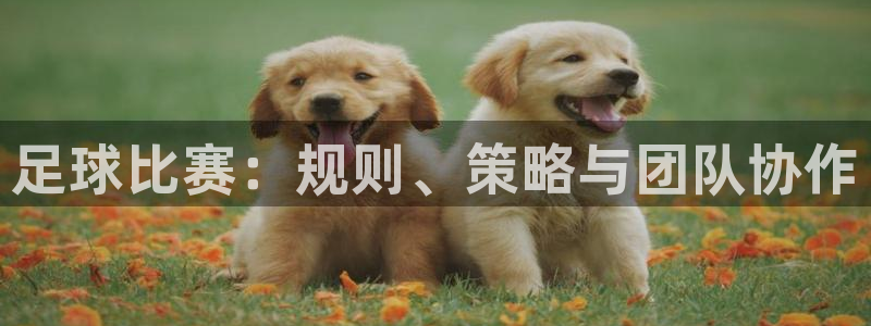 足球比赛：规则、策略与团队协作