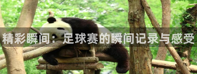 精彩瞬间：足球赛的瞬间记录与感受