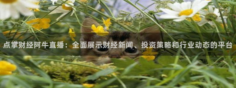 球友直播在线：点掌财经阿牛直播：全面展示财经新闻、投资策略和行业动态的平台